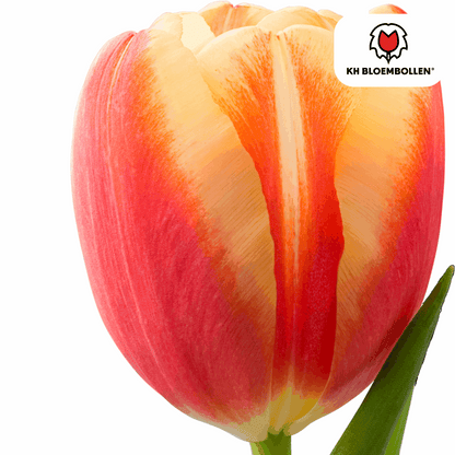 Tulpenzwiebeln Jan Seignette – 20 Blumenzwiebeln – Rot-gelb gestreifte Tulpe – Klassisch & auffällig – Für Garten & Topf 