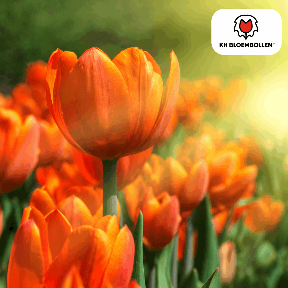 Tulpenzwiebeln Icoon – 20 Blumenzwiebeln – Lachsrosa gefüllte Tulpe – Stilvoll & modern – Für Garten oder Topf 