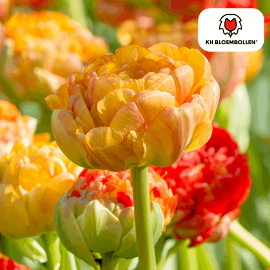 Tulpenzwiebeln Gudoshnik Double – 20 Blumenzwiebeln – Gefüllte Tulpe in Gelb, Orange & Rot – Pfingstrosenartig & farbintensiv – Für Garten oder Topf 