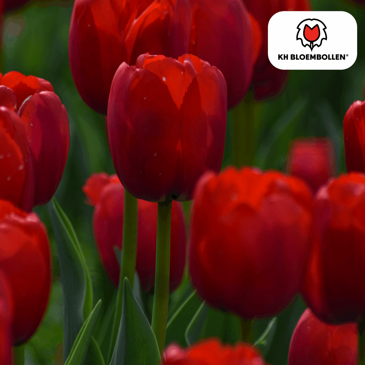 Tulpenzwiebeln Ile de France – 20 Blumenzwiebeln – Tiefrote Tulpe – Klassisch, elegant & robust – Für Garten oder Topf 