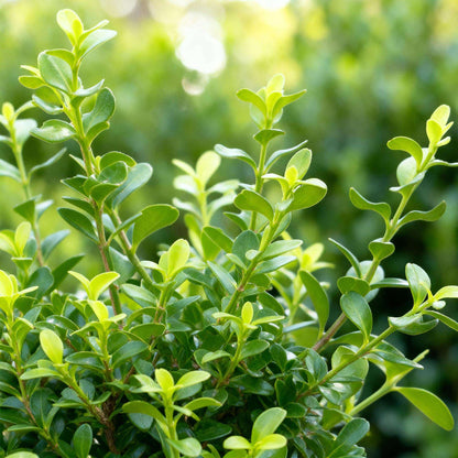 BetterBuxus Babylon Beauty Hecke 8 Pflanzen für 1 Meter 20-25cm 9cm widerstandsfähig pflegeleicht für Garten – Ansicht 12