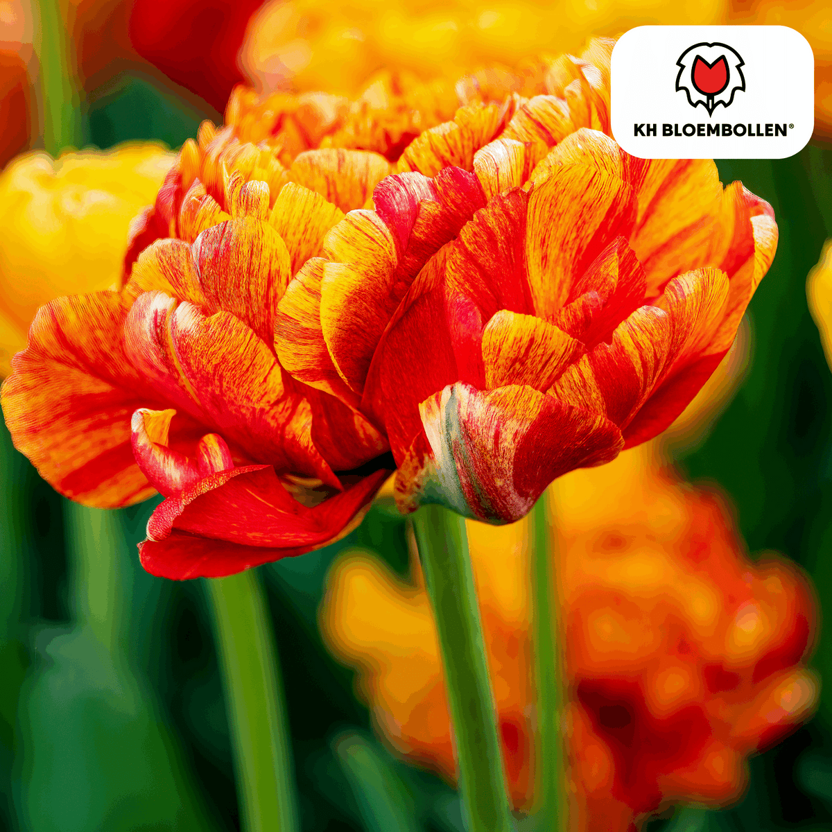 Tulpenzwiebeln Gudoshnik Double – 20 Blumenzwiebeln – Gefüllte Tulpe in Gelb, Orange & Rot – Pfingstrosenartig & farbintensiv – Für Garten oder Topf 