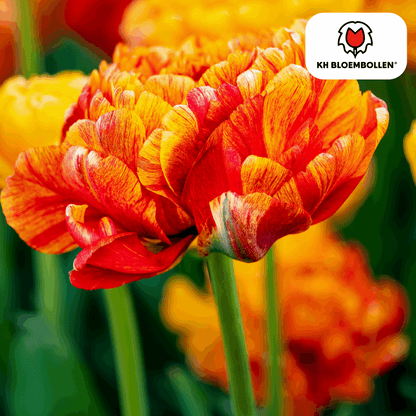 Tulpenzwiebeln Gudoshnik Double – 20 Blumenzwiebeln – Gefüllte Tulpe in Gelb, Orange & Rot – Pfingstrosenartig & farbintensiv – Für Garten oder Topf 