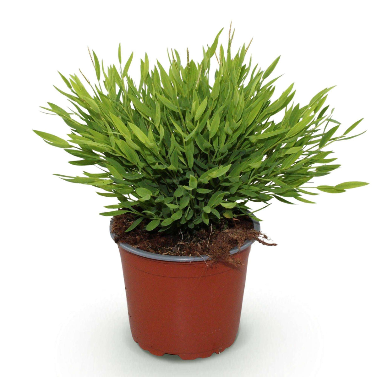 Bambus Pogonatherum Monica Bambusgras – Haustierfreundliche Zimmerpflanze 12cm – Höhe ca.20cm – Dekorative Grünpflanze für Wohnzimmer Büro & Homeoffice