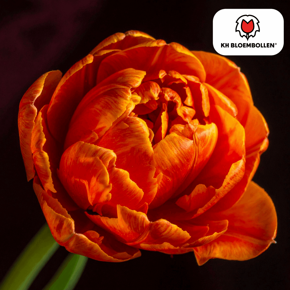Tulpenzwiebeln Icoon – 20 Blumenzwiebeln – Lachsrosa gefüllte Tulpe – Stilvoll & modern – Für Garten oder Topf 