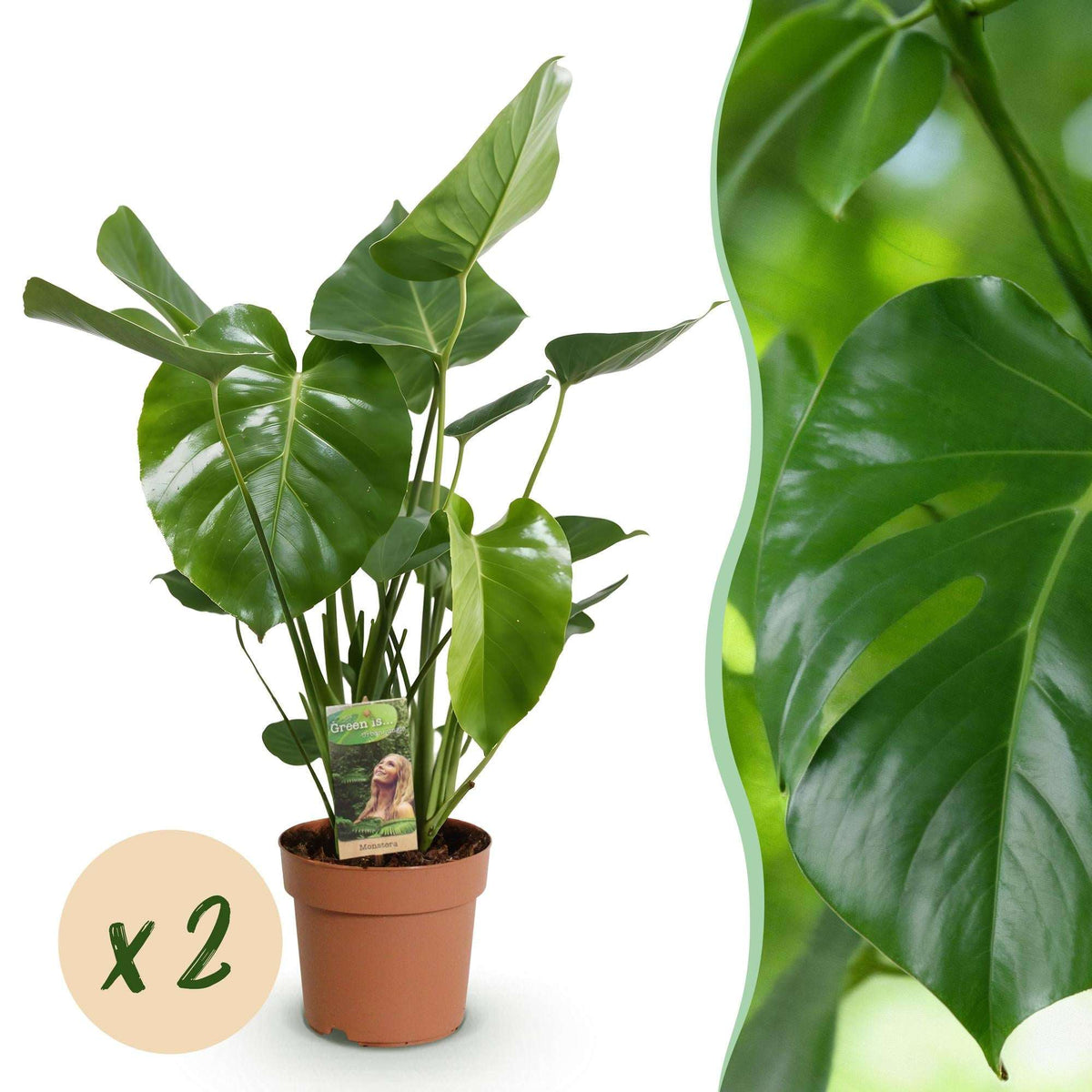 Monstera Deliciosa Fensterblatt Zimmerpflanze – 2 Pflanzen 17cm – Höhe ca.50–55cm – Pflegeleichte Tropenpflanze mit großen Blättern für Wohnzimmer & Büro