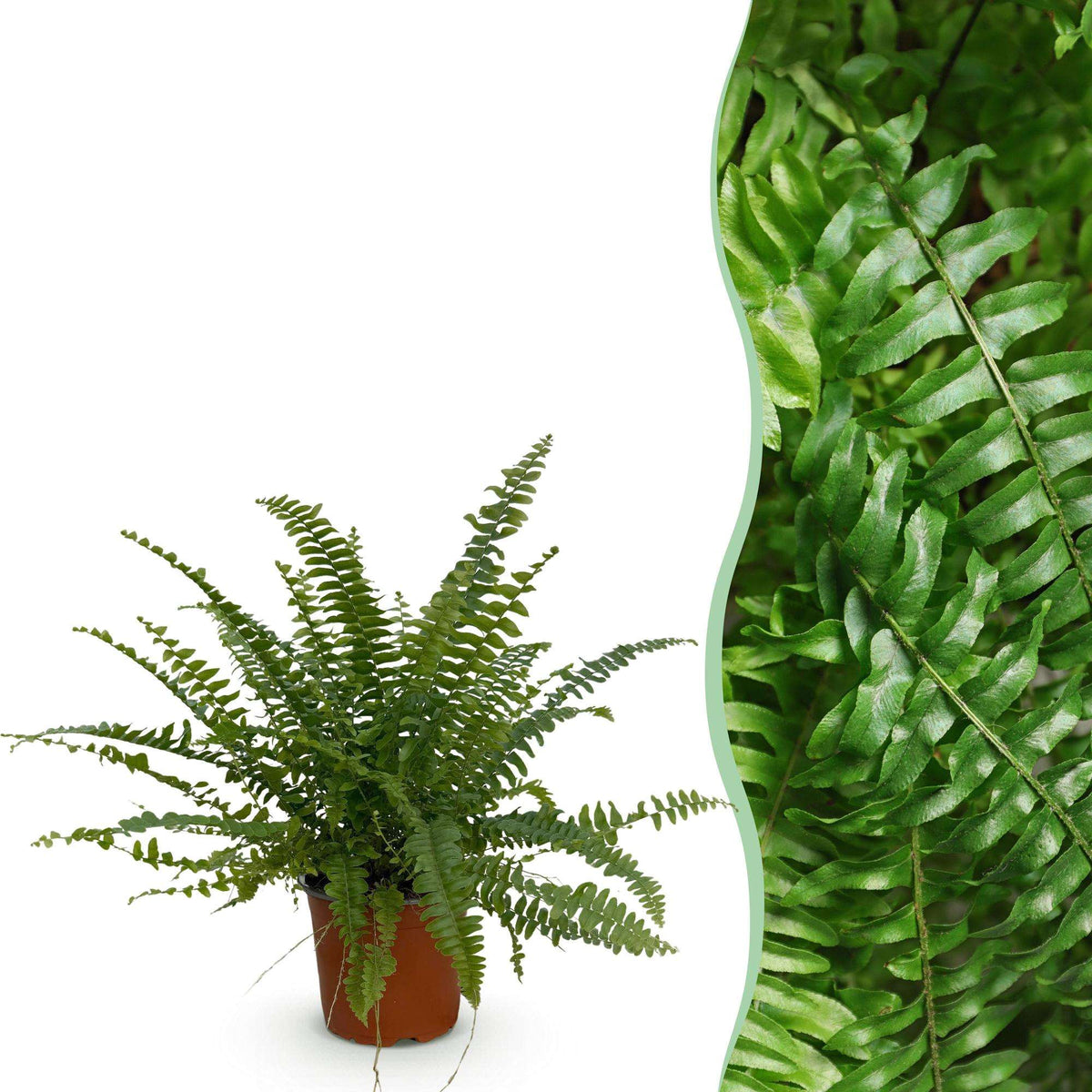 Nephrolepis exaltata Green Lady Farn – Haustierfreundliche Zimmerpflanze 12cm – Höhe ca.25cm – Dekorativer Grünfarn für Wohnzimmer Büro & Schlafzimmer