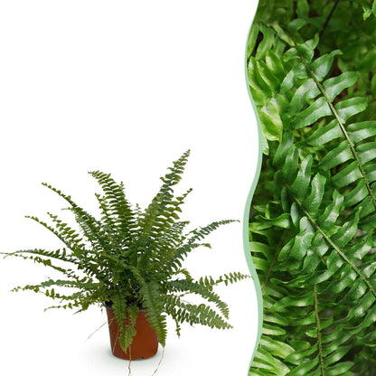 Nephrolepis exaltata Green Lady Farn – Haustierfreundliche Zimmerpflanze 12cm – Höhe ca.25cm – Dekorativer Grünfarn für Wohnzimmer Büro & Schlafzimmer