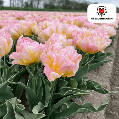 Tulpenzwiebeln Password – 20 Blumenzwiebln – Rosa gefüllte Tulpe – Zart & romantisch – Für Garten & Topf 