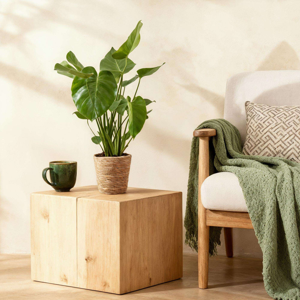 Monstera Deliciosa Fensterblatt Zimmerpflanze – 2 Pflanzen 17cm – Höhe ca.50–55cm – Pflegeleichte Tropenpflanze mit großen Blättern für Wohnzimmer & Büro