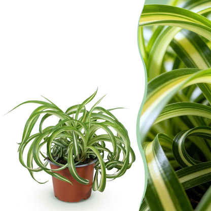 Grünlilie Chlorophytum comosum Bonnie Lockige Graslilie – Haustierfreundliche Zimmerpflanze im 12cm Topf – Höhe ca.20cm – Pflegeleichte Luftreinigende Grünpflanze