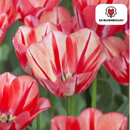 Tulpenzwiebeln Spryng Break – 20 Blumenzwiebeln – Rot-orange Tulpe – Feurig & auffällig – Für Garten & Topf 