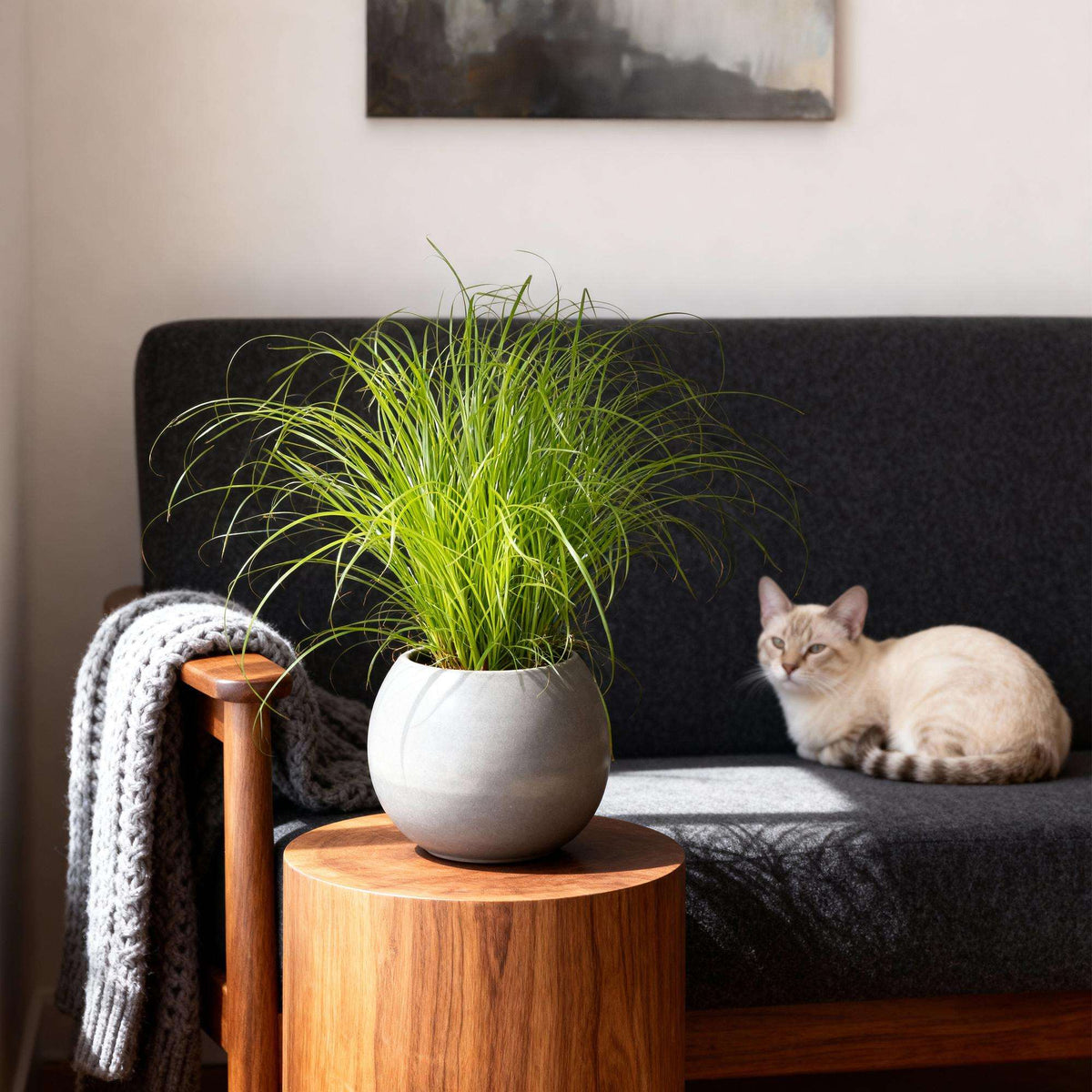 Cyperus alternifolius Zumula Katzenpflanze – Haustierfreundliche Zimmerpflanze 12cm – Höhe ca.20cm – Dekorative Grünpflanze für Wohnzimmer Büro & Fensterbank