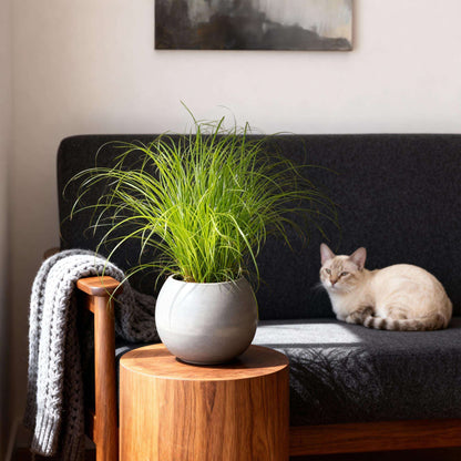 Cyperus alternifolius Zumula Katzenpflanze – Haustierfreundliche Zimmerpflanze 12cm – Höhe ca.20cm – Dekorative Grünpflanze für Wohnzimmer Büro & Fensterbank
