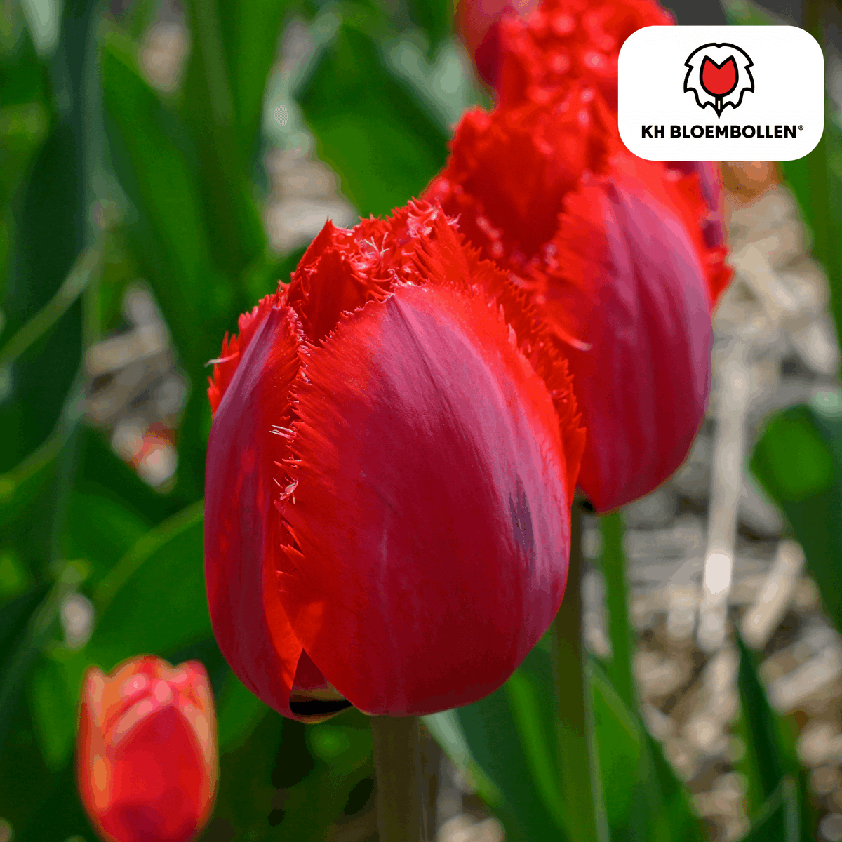 Tulpenzwiebeln Masterpeace – 20 Blumenzwiebeln – Rote Tulpe mit gezacktem Rand – Robust & einzigartig – Für Garten & Topf 