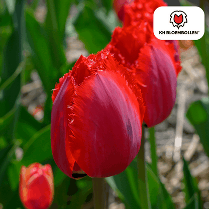 Tulpenzwiebeln Masterpeace – 20 Blumenzwiebeln – Rote Tulpe mit gezacktem Rand – Robust & einzigartig – Für Garten & Topf 