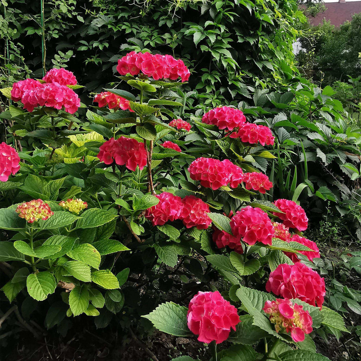 Hortensie – Hydrangea macrophylla Rot – Blüte Rot – Ø17cm – ↕30cm – Sommerblüher – Pflegeleicht & Laubabwerfend 