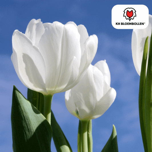 Catherina Tulpenzwiebeln – 20 Stück – Reinweiße Frühlingsblüher – Tulipa „Catherina“ – Für Garten & Topf – Blüte April–Mai 