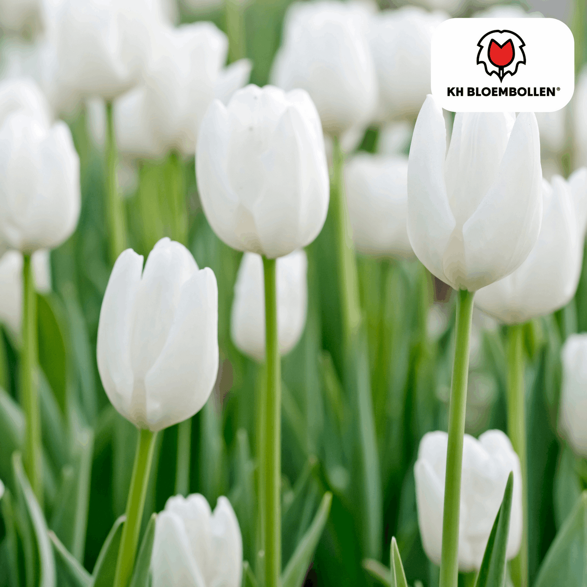 Catherina Tulpenzwiebeln – 20 Stück – Reinweiße Frühlingsblüher – Tulipa „Catherina“ – Für Garten & Topf – Blüte April–Mai 