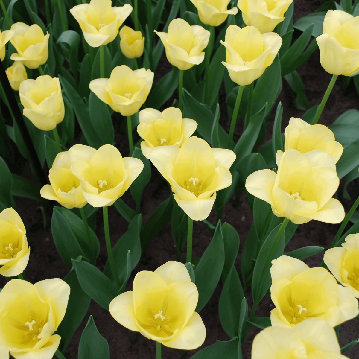 Tulpenzwiebeln World Friendship – 20 Blumenzwiebeln– Hellgelbe Tulpe – Elegante Frühlingsblüher für Garten & Topf – Winterhart 