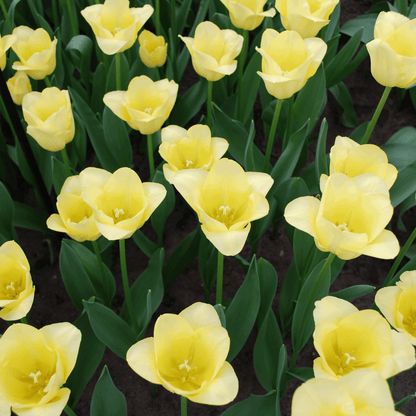 Tulpenzwiebeln World Friendship – 20 Blumenzwiebeln– Hellgelbe Tulpe – Elegante Frühlingsblüher für Garten & Topf – Winterhart 