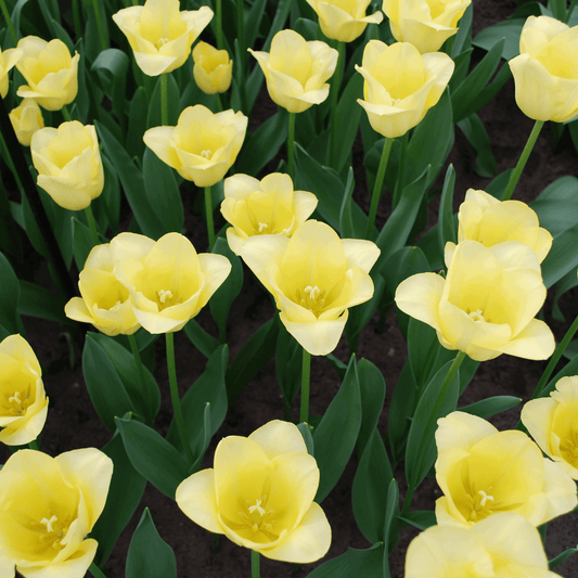 Tulpenzwiebeln World Friendship – 20 Blumenzwiebeln– Hellgelbe Tulpe – Elegante Frühlingsblüher für Garten & Topf – Winterhart 
