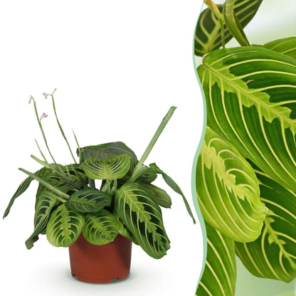 Maranta Fascinator Lemon Lime Gebetspflanze – Haustierfreundliche Zimmerpflanze 12cm – Höhe ca.25cm – Dekorative Blattpflanze für Wohnzimmer & Büro