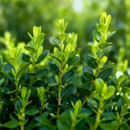 BetterBuxus Babylon Beauty Hecke 6 Pflanzen für 1 Meter 30-35cm 13cm widerstandsfähig pflegeleicht für Garten – Ansicht 12