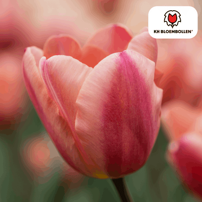 Apricot Foxx Tulpenzwiebeln – 20 Stück – Lachsrosa Frühlingsblüher – Sorte Tulipa „Apricot Foxx“ – Für Garten & Topf – Blüte April–Mai 
