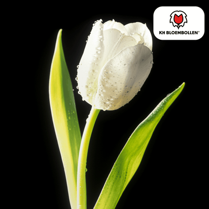 Catherina Tulpenzwiebeln – 20 Stück – Reinweiße Frühlingsblüher – Tulipa „Catherina“ – Für Garten & Topf – Blüte April–Mai 