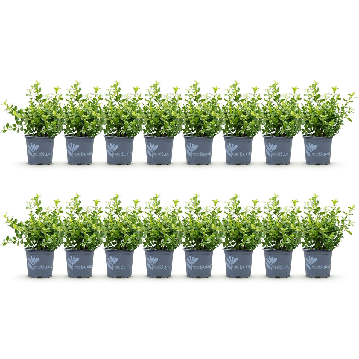 BetterBuxus Babylon Beauty Hecke 8 Pflanzen für 1 Meter 20-25cm 9cm widerstandsfähig pflegeleicht für Garten Formschnitt Sich