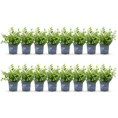 BetterBuxus Babylon Beauty Hecke 8 Pflanzen für 1 Meter 20-25cm 9cm widerstandsfähig pflegeleicht für Garten Formschnitt Sich