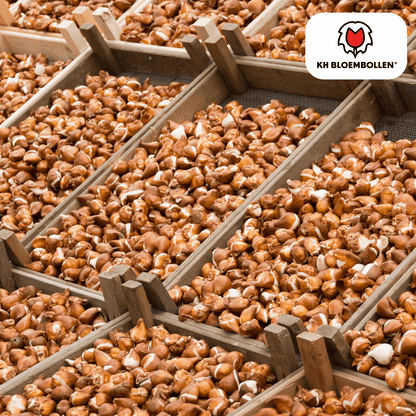 Tulpenzwiebeln Icoon – 20 Blumenzwiebeln – Lachsrosa gefüllte Tulpe – Stilvoll & modern – Für Garten oder Topf 