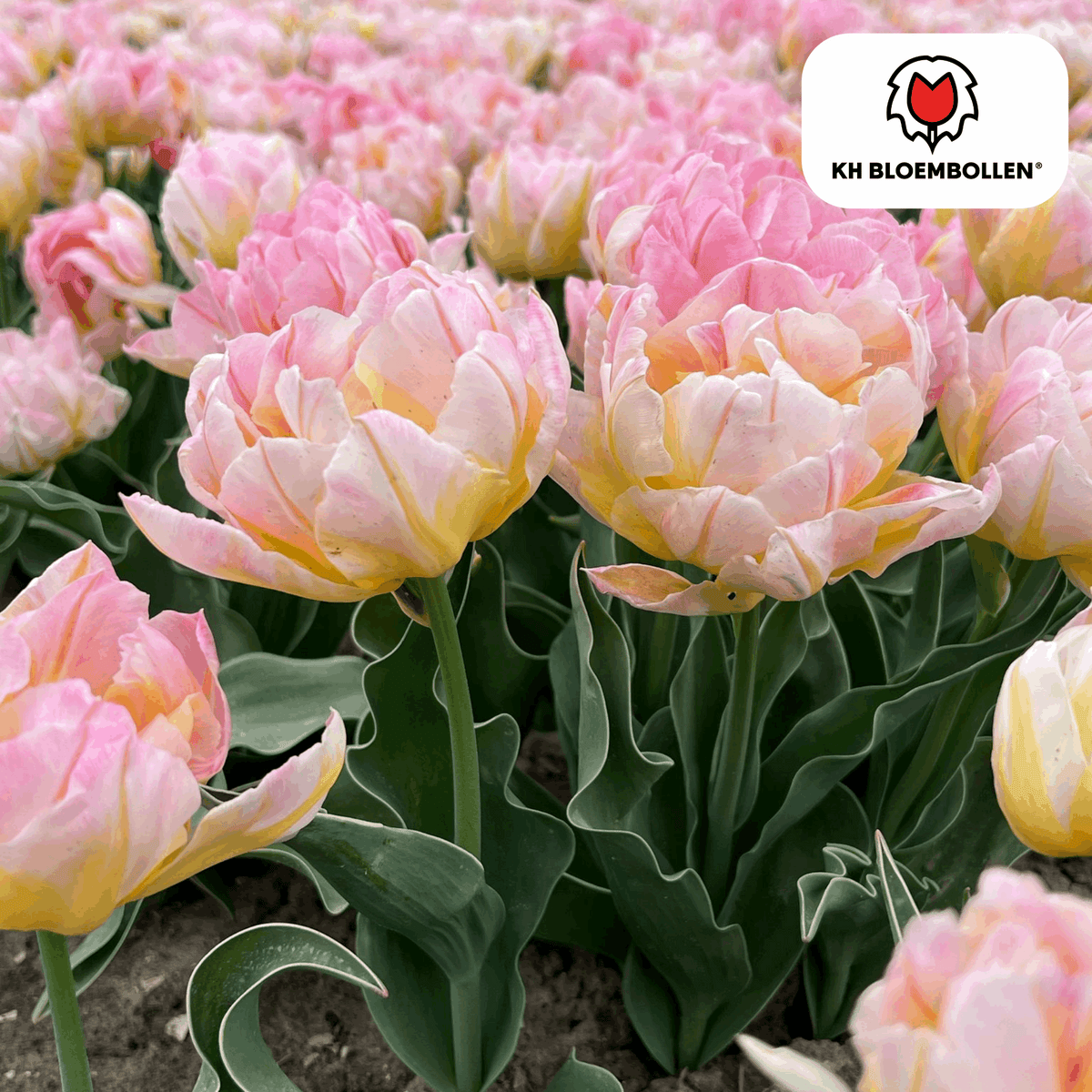 Tulpenzwiebeln Password – 20 Blumenzwiebln – Rosa gefüllte Tulpe – Zart & romantisch – Für Garten & Topf 