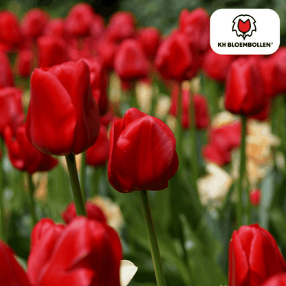 Tulpenzwiebeln Ile de France – 20 Blumenzwiebeln – Tiefrote Tulpe – Klassisch, elegant & robust – Für Garten oder Topf 