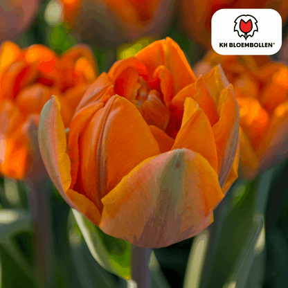 Tulpenzwiebeln Icoon – 20 Blumenzwiebeln – Lachsrosa gefüllte Tulpe – Stilvoll & modern – Für Garten oder Topf 