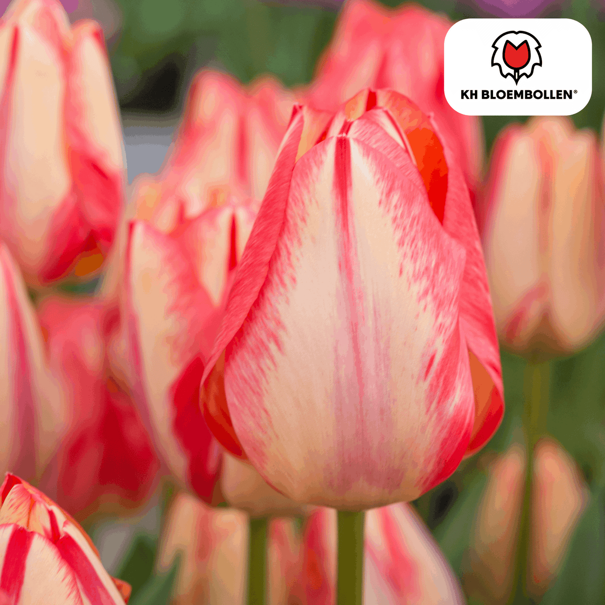 Tulpenzwiebeln Spryng Break – 20 Blumenzwiebeln – Rot-orange Tulpe – Feurig & auffällig – Für Garten & Topf 