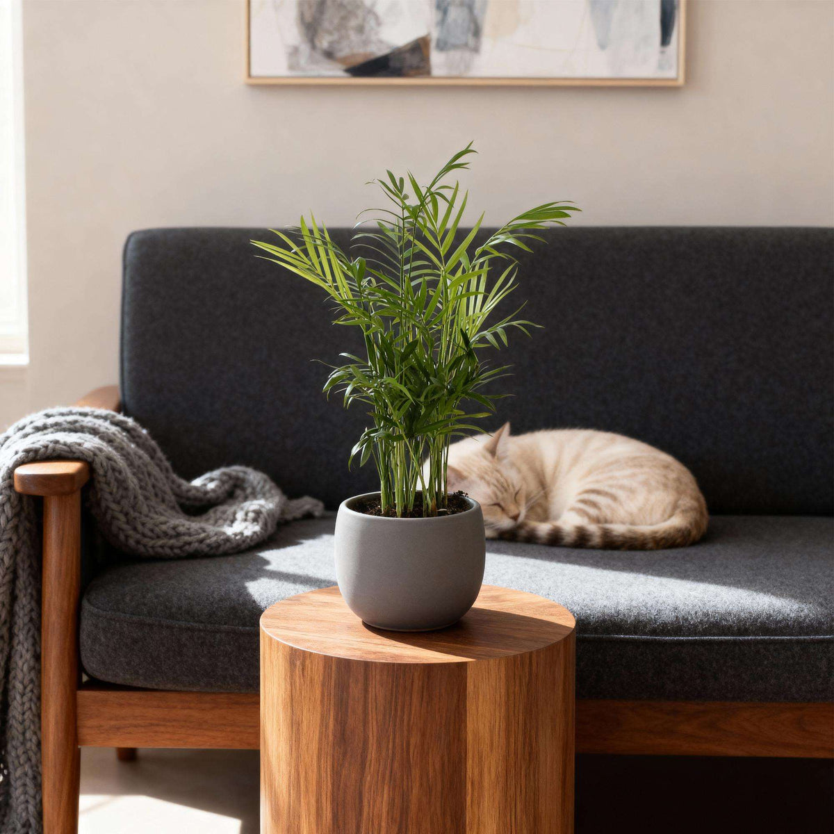 Chamaedorea elegans Goldpalme – Haustierfreundliche Zimmerpflanze 12cm – Höhe ca.15cm – Pflegeleichte Grünpflanze für Wohnzimmer Büro & Schlafzimmer