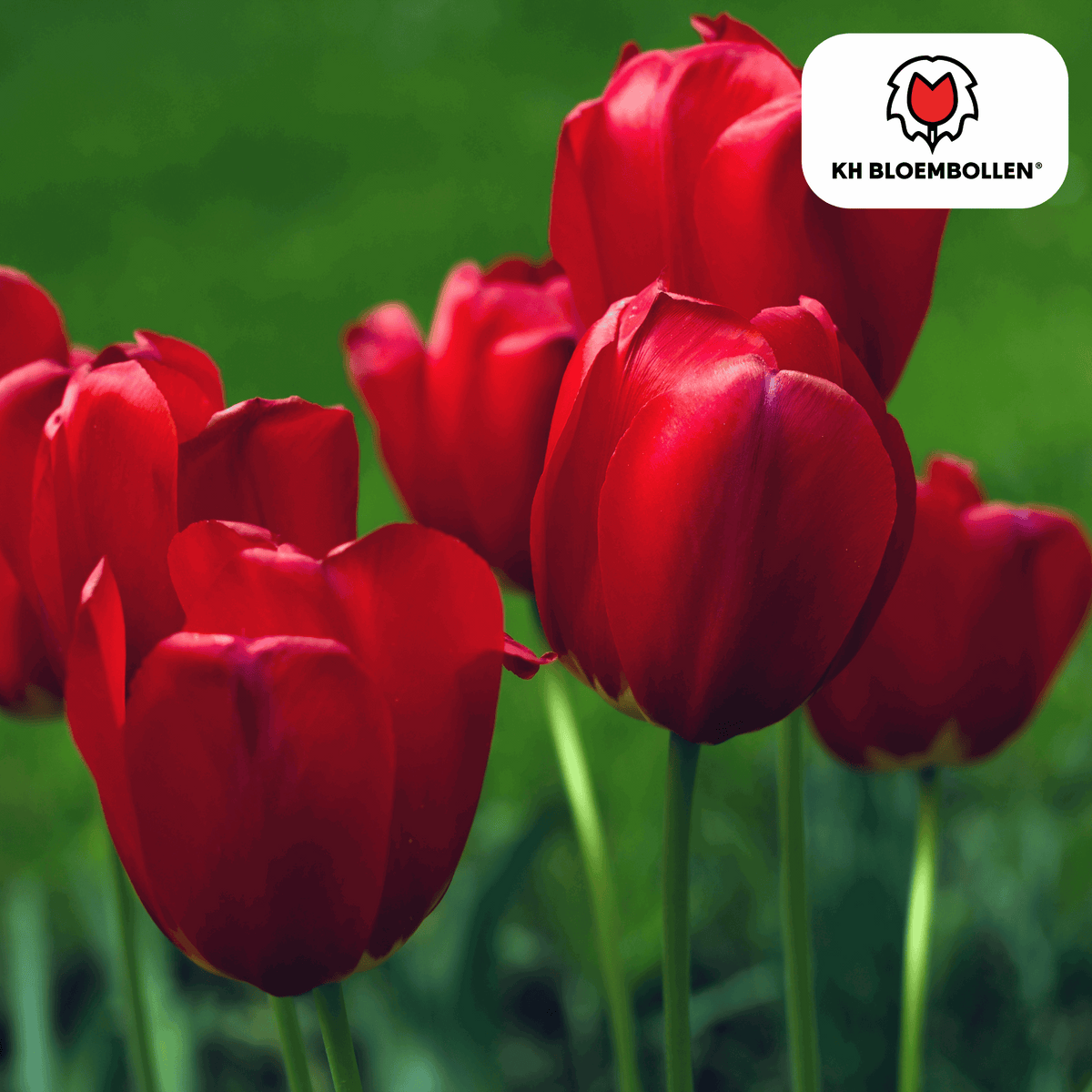 Tulpenzwiebeln Seadov – 20 Blumenzwiebeln– Tiefrote Tulpe mit gezacktem Blütenrand – Für Garten & Topf – Winterhart & pflegeleicht 