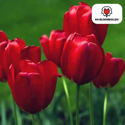 Tulpenzwiebeln Seadov – 20 Blumenzwiebeln– Tiefrote Tulpe mit gezacktem Blütenrand – Für Garten & Topf – Winterhart & pflegeleicht 