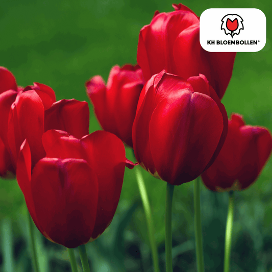 Tulpenzwiebeln Seadov – 20 Blumenzwiebeln– Tiefrote Tulpe mit gezacktem Blütenrand – Für Garten & Topf – Winterhart & pflegeleicht 
