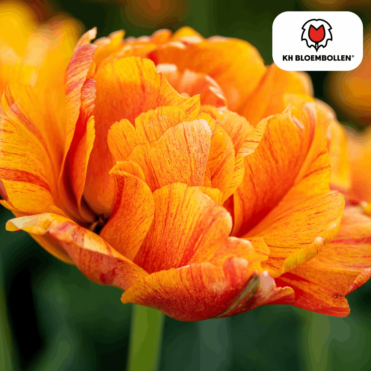 Tulpenzwiebeln Gudoshnik Double – 20 Blumenzwiebeln – Gefüllte Tulpe in Gelb, Orange & Rot – Pfingstrosenartig & farbintensiv – Für Garten oder Topf 