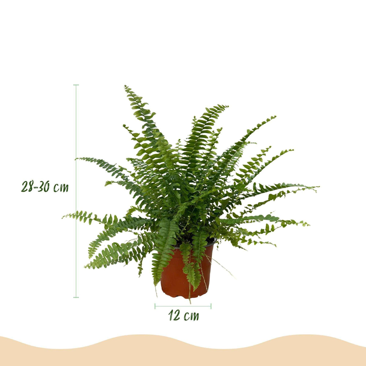 Nephrolepis exaltata Green Lady Farn – Haustierfreundliche Zimmerpflanze 12cm – Höhe ca.25cm – Dekorativer Grünfarn für Wohnzimmer Büro & Schlafzimmer