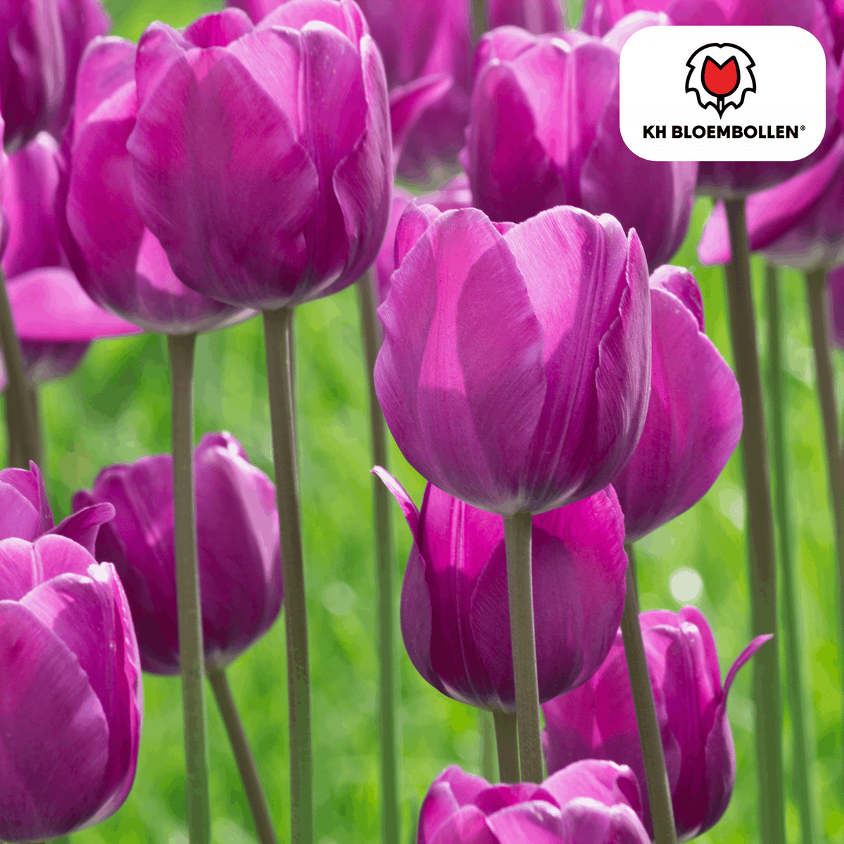 Tulpenzwiebeln Purple Prince – 20 Blumenzwiebeln – Lila-violette Tulpe – Kraftvoll & elegant – Für Garten & Topf 