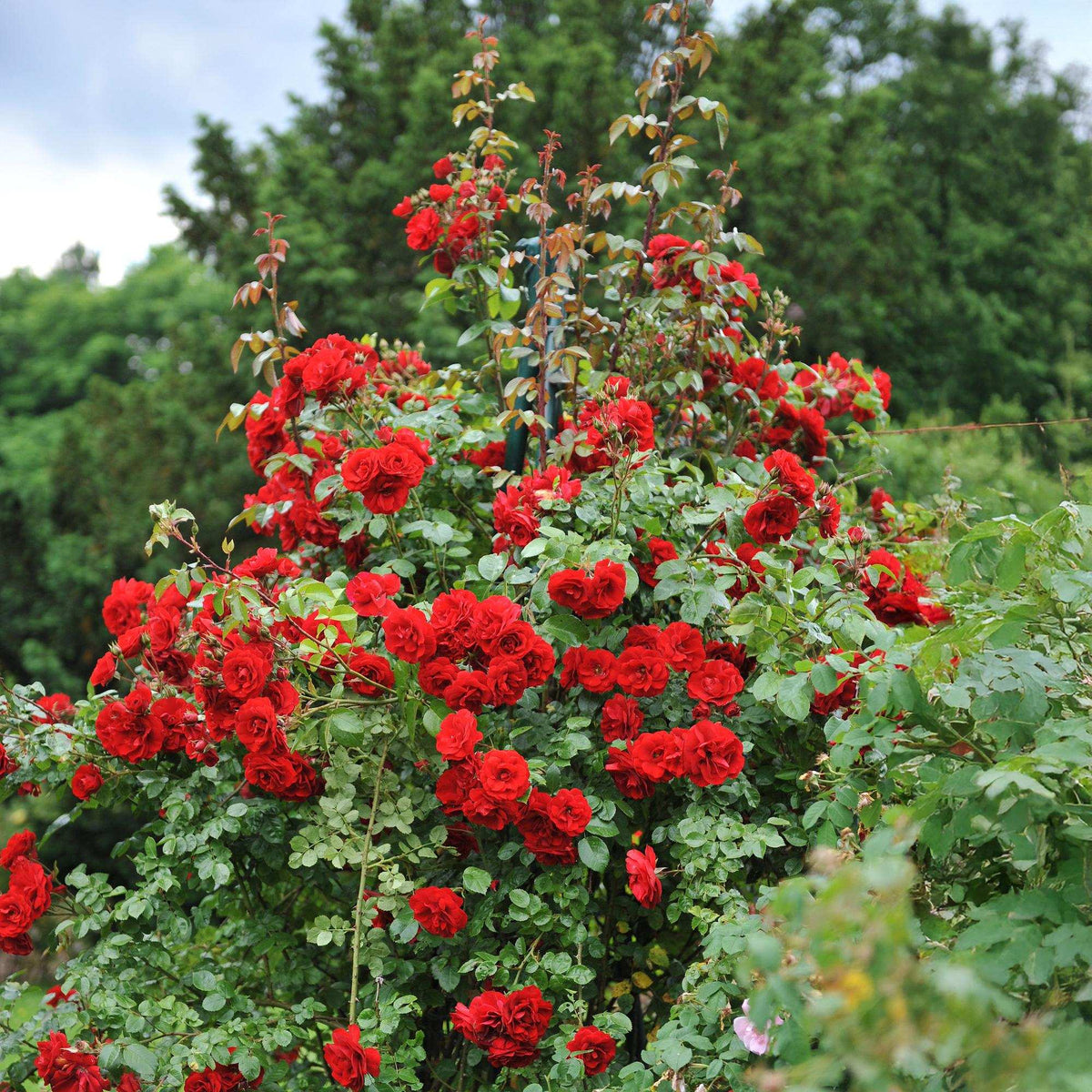 Kletterrose – Rosa Red Queen – Rote Blüten – Stark duftend – 2 Pflanzen – 11cm – Höhe 40cm – Geringer Pflegeaufwand 