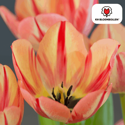 Tulpenzwiebeln Spryng Break – 20 Blumenzwiebeln – Rot-orange Tulpe – Feurig & auffällig – Für Garten & Topf 