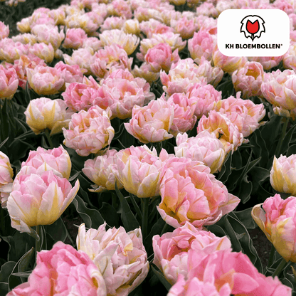 Tulpenzwiebeln Password – 20 Blumenzwiebln – Rosa gefüllte Tulpe – Zart & romantisch – Für Garten & Topf 