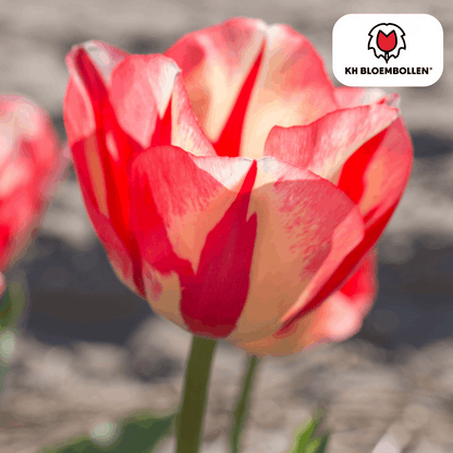 Tulpenzwiebeln Spryng Break – 20 Blumenzwiebeln – Rot-orange Tulpe – Feurig & auffällig – Für Garten & Topf 