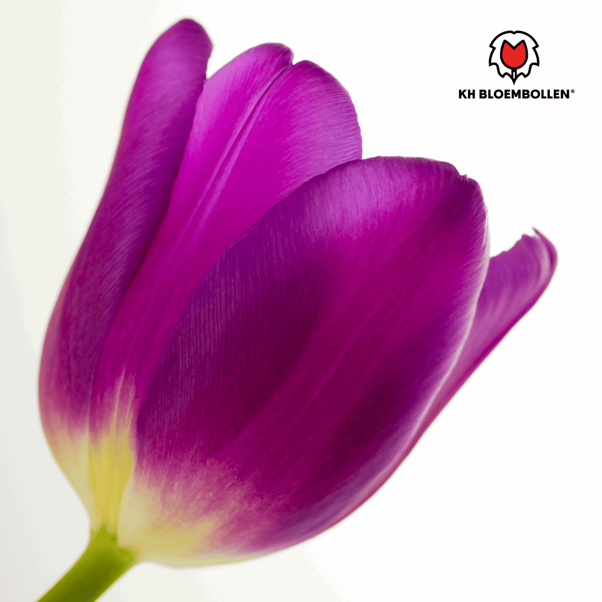 Tulpenzwiebeln Purple Prince – 20 Blumenzwiebeln – Lila-violette Tulpe – Kraftvoll & elegant – Für Garten & Topf 