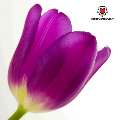 Tulpenzwiebeln Purple Prince – 20 Blumenzwiebeln – Lila-violette Tulpe – Kraftvoll & elegant – Für Garten & Topf 